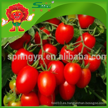 Exportación de productos agrícolas Especificación tomate cherry rojo fresco